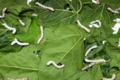 桑葉喂蠶要不要洗？桑葉喂蠶的方法和注意事項(xiàng)