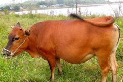 牛發(fā)情一般多少天，牛產(chǎn)后發(fā)情時間規(guī)律與癥狀