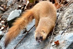 黃鼠狼會吃雞嗎？黃鼠狼是保護(hù)動物嗎？