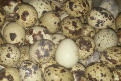 鵪鶉蛋孵化溫度是多少？鵪鶉蛋的孵化方法