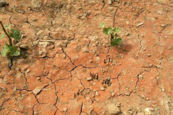 過度使用氮肥會(huì)引起土壤板結(jié)嗎