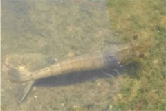 怎樣正確使用生石灰 蝦塘有蝦能用石灰消毒嗎？