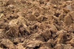 酸性土壤有哪些危害，酸性土壤如何改良？