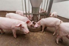 育肥豬怎么喂長(zhǎng)得快? 育肥豬豬舍怎么取暖