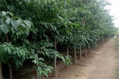 流蘇樹是什么樹、幾年開花 流蘇樹的寓意和象征