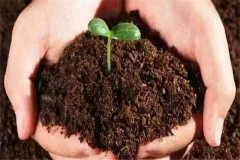 生活中有哪些有機(jī)肥可以利用？