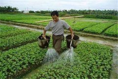 施用沖施肥的優(yōu)點(diǎn)，怎樣沖施肥料不浪費(fèi)？