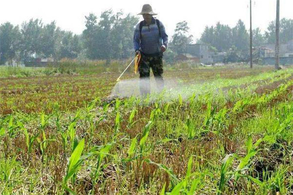 使用草甘膦除草劑需注意哪些