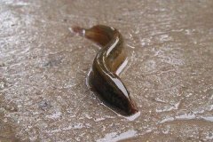 泥鰍一般可以活幾年呢？泥鰍的養(yǎng)殖前景如何？