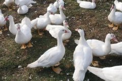 番鴨會游泳嗎？番鴨壽命有多長？