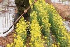 陰性植物有哪些，樹蔭下種什么植物好？