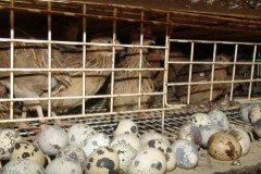 鵪鶉下蛋周期是多久，鵪鶉吃什么飼料下蛋多？