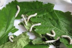 養(yǎng)蠶有哪些技巧與竅門(mén)？養(yǎng)蠶的技巧和注意事項(xiàng)