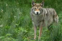 人工養(yǎng)狼是為了做什么，養(yǎng)狼需要辦理什么手續(xù)