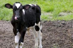 如何預(yù)防新生牛犢拉稀、牛犢拉稀用什么藥用藥
