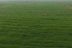 什么是基本農(nóng)田，基本農(nóng)田可以種植什么作物？