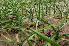 種植大蒜需不需要控旺，大蒜控旺用什么藥最好