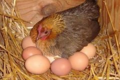 雞生軟蛋是怎么回事 雞下軟蛋怎么辦、如何防治