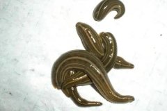 水蛭和螞蟥一樣嗎?水蛭螞蟥的捕捉方法