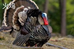 火雞的原產(chǎn)地是哪里，火雞的主要品種有哪些