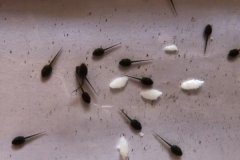 蝌蚪吃什么長得快，蝌蚪多長時間可以變成青蛙