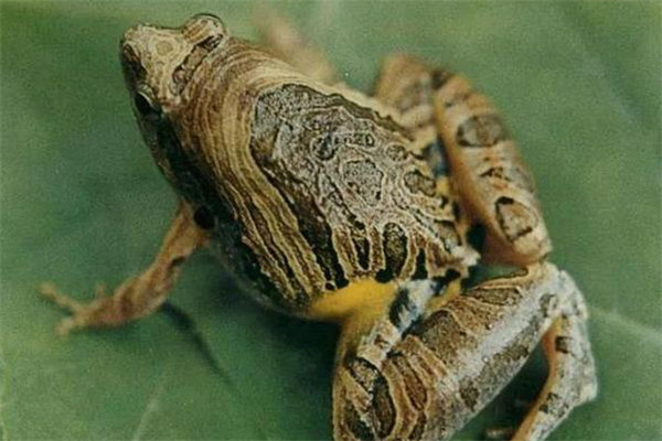 美蛙種蛙的引種方法