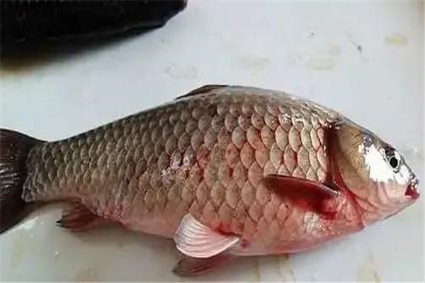 草魚肝膽病的癥狀
