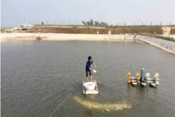 清理池塘，施藥消毒