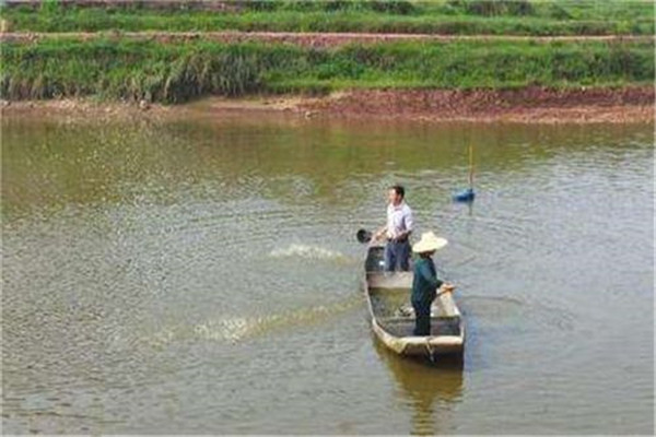 適時(shí)注水，及時(shí)施肥