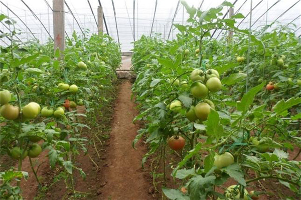 大棚西紅柿澆水方法，需注意哪些問題
