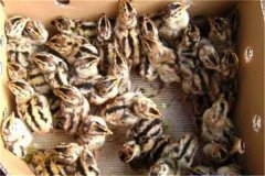 鵪鶉育雛技術(shù)要點(diǎn):育雛濕度、溫度與密度要求