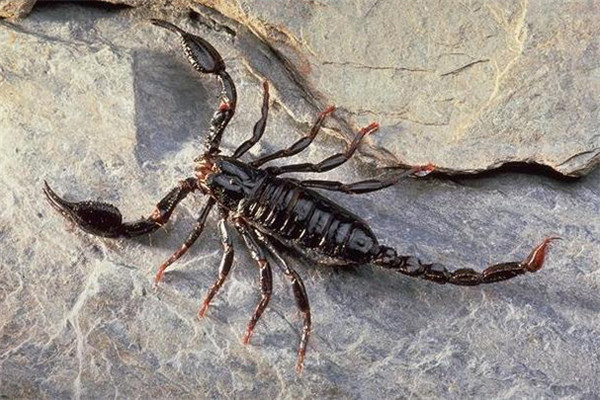 如何捕捉野山蝎子 捕捉野山蝎子的技術與方法