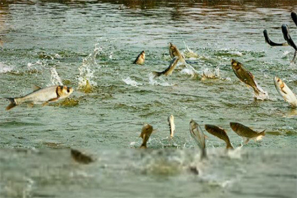 抓住時機促進魚科學(xué)增膘的方法