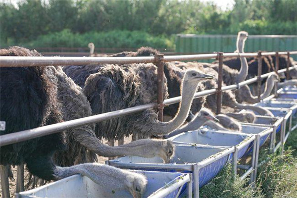 養(yǎng)殖駝鳥(niǎo)日常如何飼喂