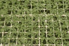 西紅柿育苗時(shí)間和方法，西紅柿育苗需注意事項(xiàng)