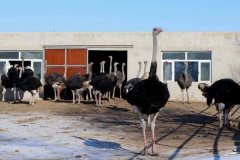 駝鳥(niǎo)養(yǎng)殖需要辦什手續(xù) 怎么辦理，如何養(yǎng)殖駝鳥(niǎo)