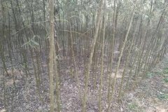 知了猴什么時(shí)候出土，知了猴在什么樹上多