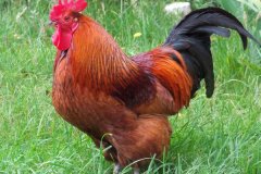 公雞打鳴的原因是什么，怎么制止公雞打鳴