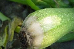 西葫蘆灰霉病是由什么引起的，有什么癥狀