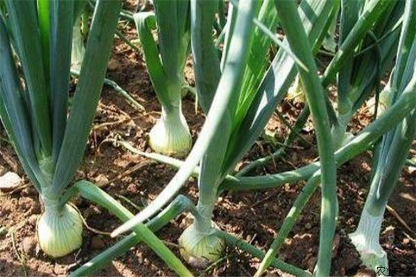 洋蔥的特性有哪些？洋蔥定植時間需要注意什么