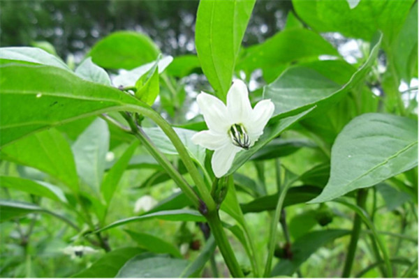 加強(qiáng)防治病蟲害