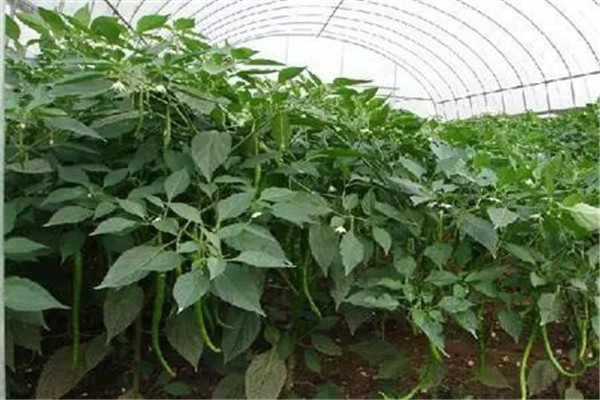 辣椒瘋長(zhǎng)、落花不坐果的解決辦法