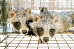 貉的引種應(yīng)該注意哪些問(wèn)題？