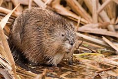 麝鼠妊娠期的飼養(yǎng)管理要點是什么？