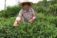 茶葉采摘方法 茶葉合理采摘的要求有哪些？