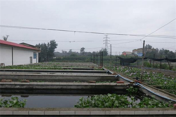 如何建造泥鰍養(yǎng)殖池？