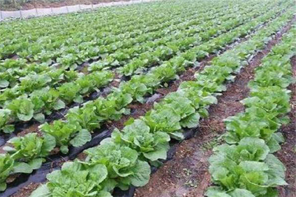 大白菜對光照和水分、土壤都有哪些要求