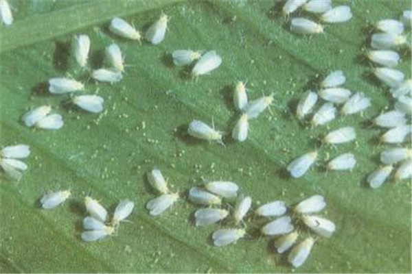 防治姻粉虱時(shí)把握什么原則，注意哪些事項(xiàng)