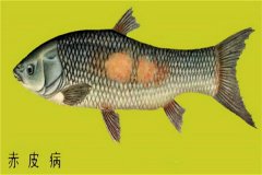 養(yǎng)殖魚類怎樣防治赤皮?。咳绾晤A防？