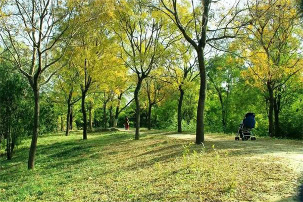 防護(hù)林的結(jié)構(gòu)、高度要求